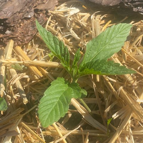 Datscha Grün  growlog timeline photo