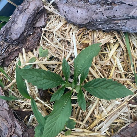 Datscha Grün  growlog timeline photo