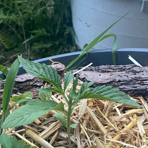 Datscha Grün  growlog timeline photo