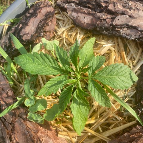 Datscha Grün  growlog timeline photo