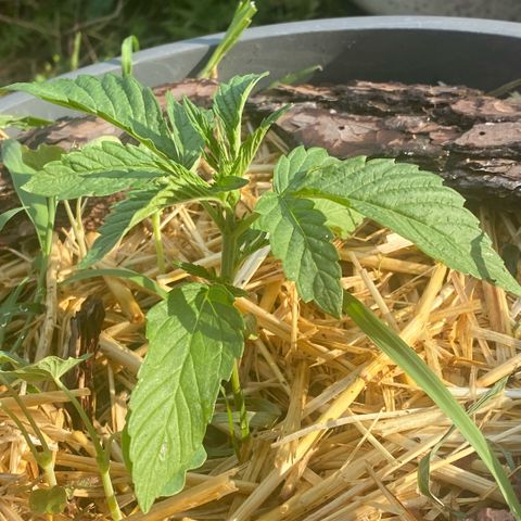 Datscha Grün  growlog timeline photo