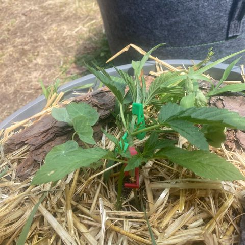 Datscha Grün  growlog timeline photo