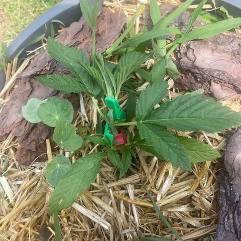 Datscha Grün  growlog timeline photo