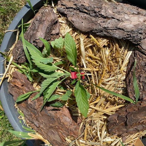 Datscha Grün  growlog timeline photo