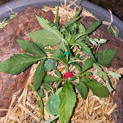 Datscha Grün  growlog timeline photo