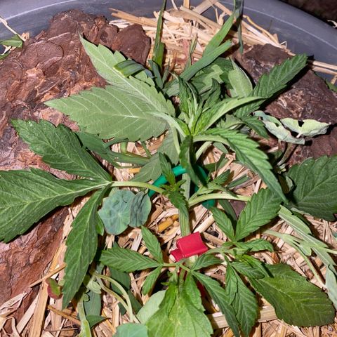 Datscha Grün  growlog timeline photo
