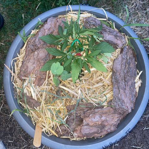 Datscha Grün  growlog timeline photo