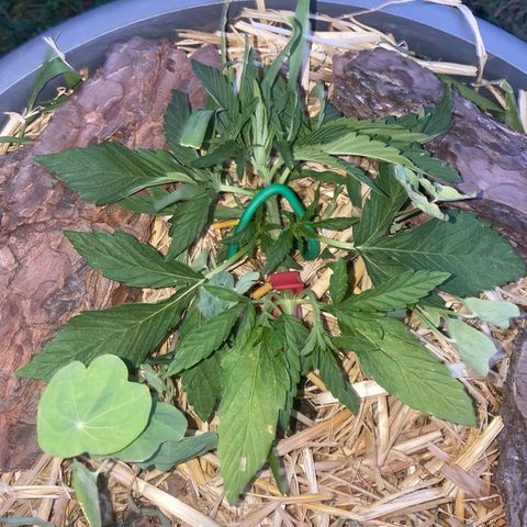 Datscha Grün  growlog timeline photo