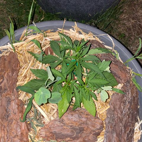 Datscha Grün  growlog timeline photo