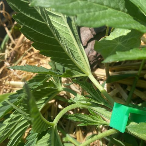 Datscha Grün  growlog timeline photo