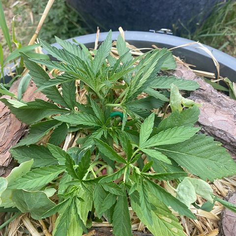 Datscha Grün  growlog timeline photo