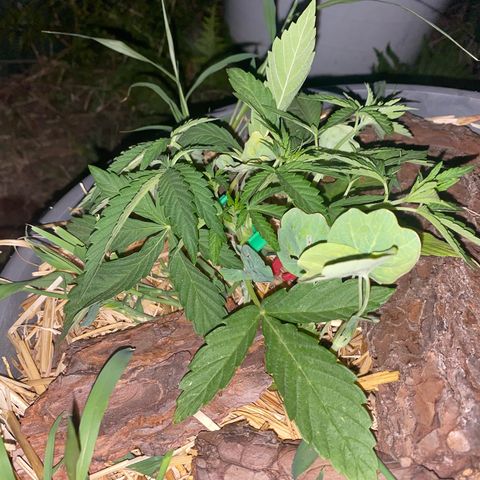 Datscha Grün  growlog timeline photo