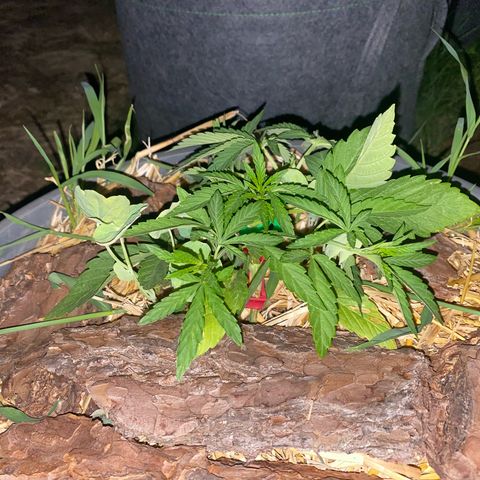 Datscha Grün  growlog timeline photo