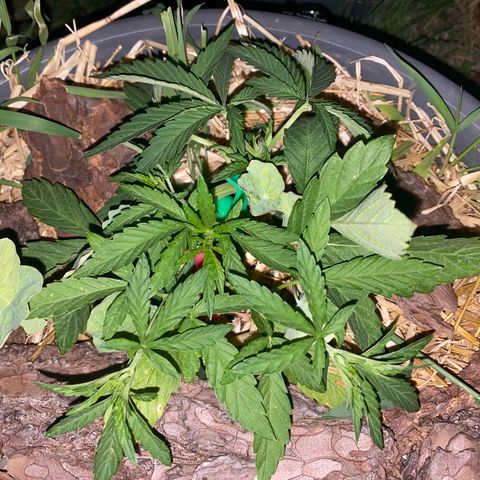 Datscha Grün  growlog timeline photo
