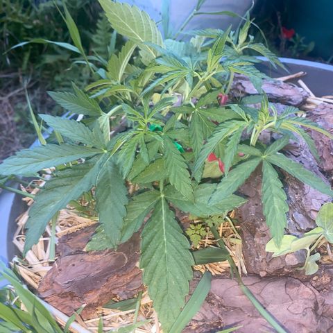 Datscha Grün  growlog timeline photo