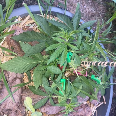Datscha Grün  growlog timeline photo