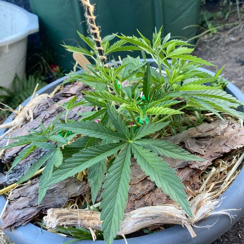 Datscha Grün  growlog timeline photo