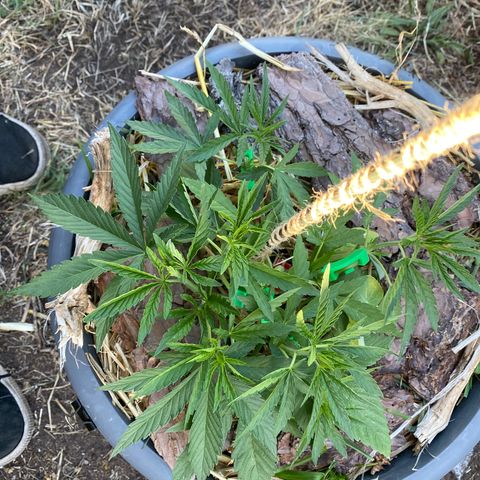 Datscha Grün  growlog timeline photo