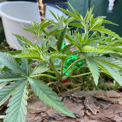 Datscha Grün  growlog timeline photo