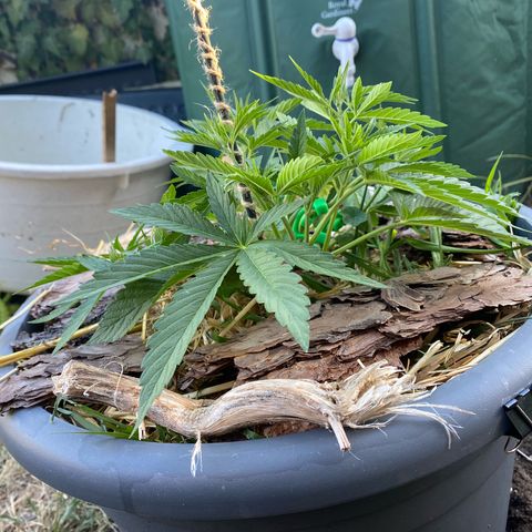 Datscha Grün  growlog timeline photo