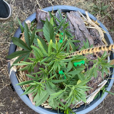 Datscha Grün  growlog photo: Steht geil im Saft , fangen langsam an zu riechen 