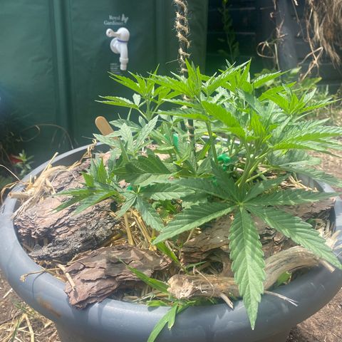 Datscha Grün  growlog timeline photo