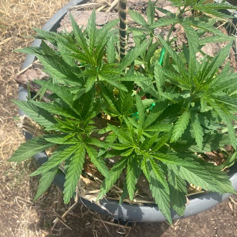 Datscha Grün  growlog timeline photo