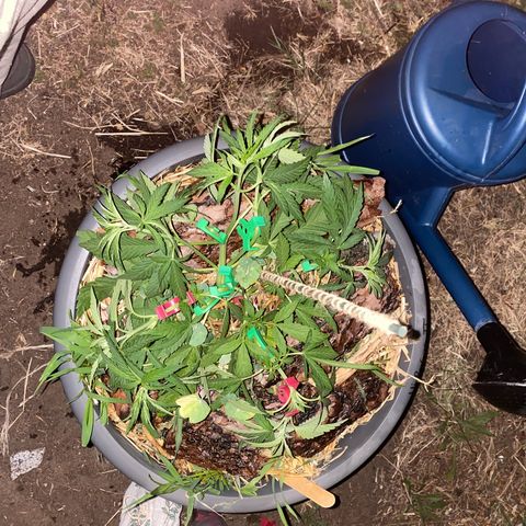 Datscha Grün  growlog timeline photo