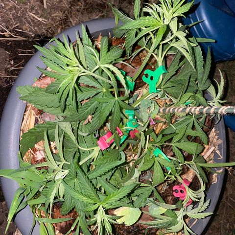 Datscha Grün  growlog timeline photo