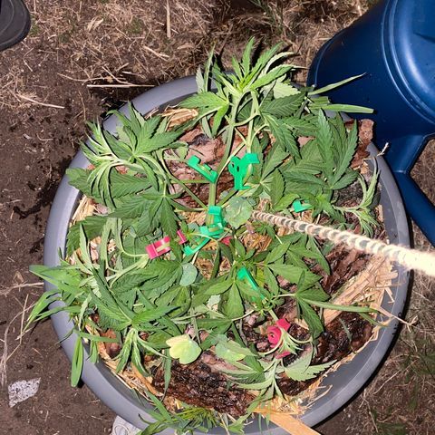 Datscha Grün  growlog timeline photo