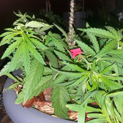 Datscha Grün  growlog timeline photo