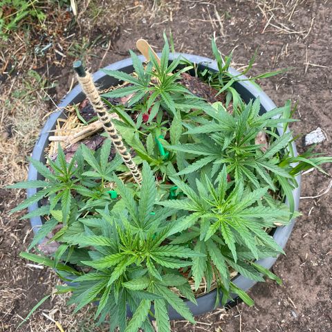 Datscha Grün  growlog timeline photo