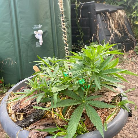 Datscha Grün  growlog timeline photo