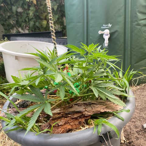 Datscha Grün  growlog timeline photo