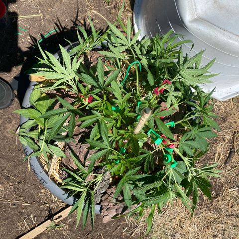 Datscha Grün  growlog timeline photo
