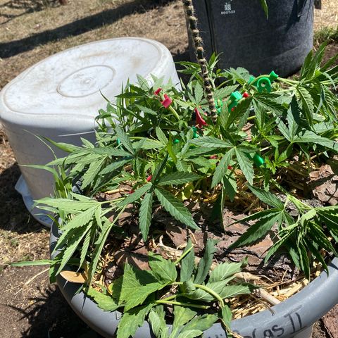 Datscha Grün  growlog timeline photo