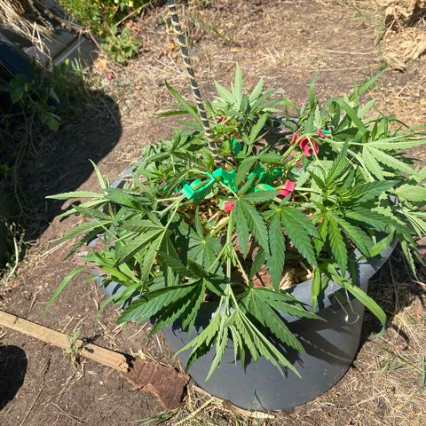 Datscha Grün  growlog timeline photo