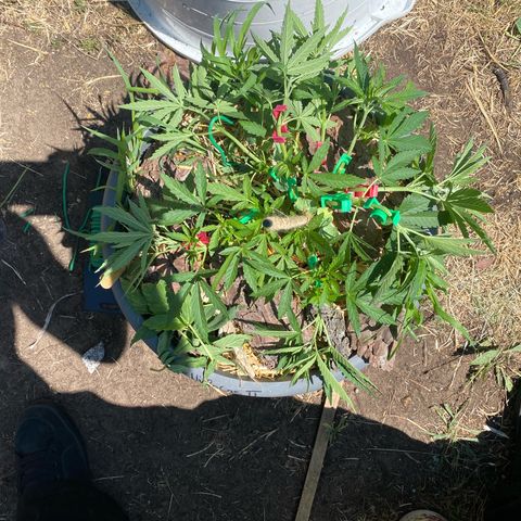 Datscha Grün  growlog timeline photo