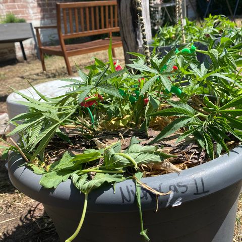 Datscha Grün  growlog timeline photo