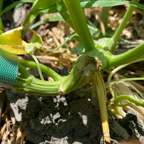 Datscha Grün  growlog photo: Wohl zu hart trainiert 💪🏾
