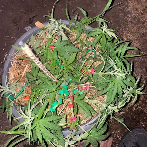 Datscha Grün  growlog timeline photo