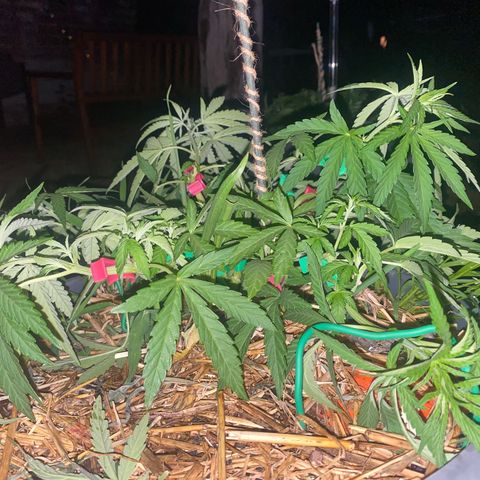 Datscha Grün  growlog timeline photo