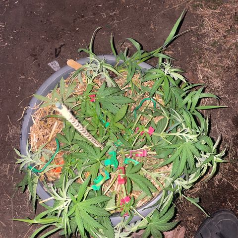 Datscha Grün  growlog timeline photo