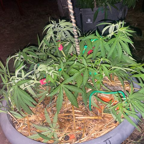 Datscha Grün  growlog timeline photo