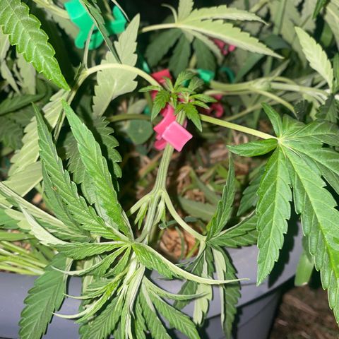 Datscha Grün  growlog timeline photo