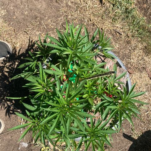 Datscha Grün  growlog timeline photo