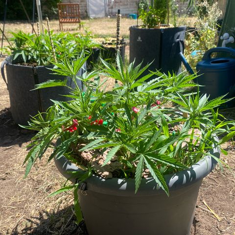 Datscha Grün  growlog timeline photo