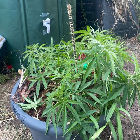 Datscha Grün  growlog timeline photo