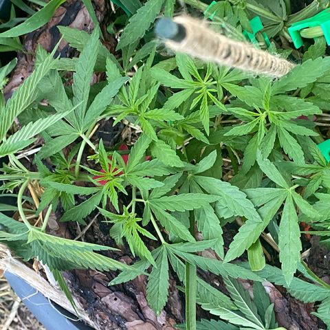 Datscha Grün  growlog timeline photo