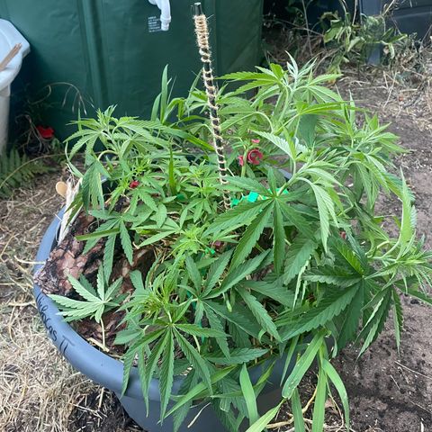 Datscha Grün  growlog timeline photo